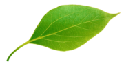 green leaf 600x309
